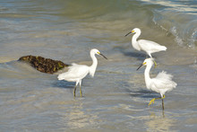 Snowy Egrets Strutting In The Water At Johns Pass Florida