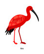 Ibis - bird with long, thin, curved beak