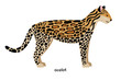 Ocelot - third largest American cat, after jaguar and puma