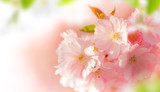 Fototapeta Kwiaty - Spring border background with pink blossom