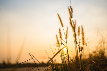 silhouette of grass flower on sunset