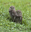 Two brown and white burrowing owls with yellow eyes emerging from nest with green grass