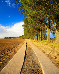 Row of Poplar Trees along Farm Road besides Plowed Field in the Warm Light of the Setting Sun