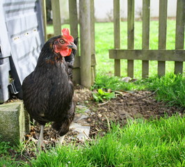 poule noire en liberté dans le jardin