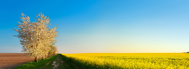 Wall Mural - Cherry Trees in Full Bloom along Farm Track through Fields of Rapeseed, Spring Landscape in the warm light of the setting sun