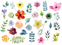 Watercolor Floral Elements Set