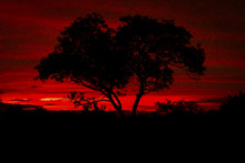 Vivid Red African Sunset