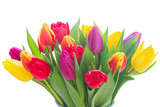 Fototapeta Tulipany - bunch of fresh yellow, purple and red tulip flowers isolated on white background