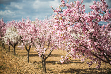 Blooming almond trees at springtime in orchard