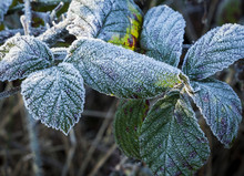 Frost Covered Bramble Leaves In Early Morning Light.