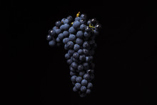 Bunch Of Ripe Dark Grape Isolated On Black Background