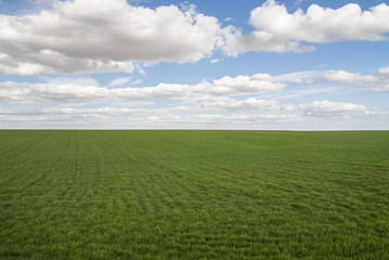 Flat meadow, green grass, blue sky, cumulus and stratocumulus.