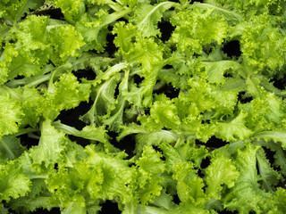 fresh green lettuce