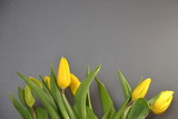 Fototapeta Tulipany - zółte tulipany