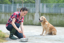 Animal Shelter Volunteer Feeding The Dogs