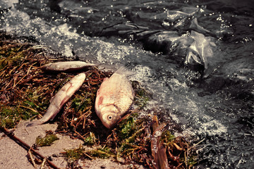 Dead fish on the river coast