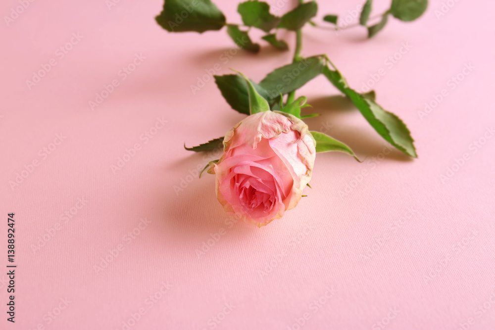 Beautiful rose on color background