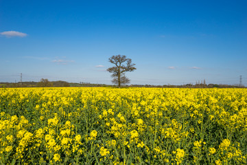 Canvas Print - Tree with yellow blooming rape flowers 