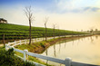 © interprophotos - Green tea farm with blue sky background