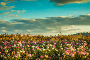 Wall Mural - sky sunny flower garden