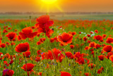 Fototapeta Kwiaty - sunset over poppy meadow
