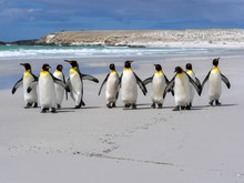 King Penguin, Aptenodytes Patagonica, Volunteer Point, Falklands / Malvinas