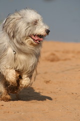  Bearded Collie am Strand