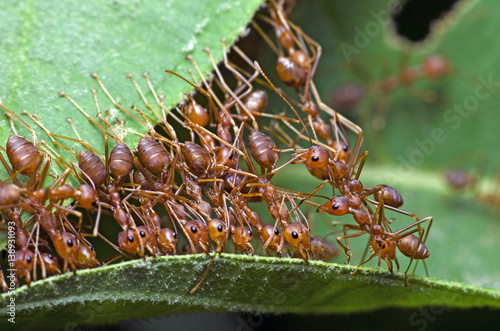 Plakat Czerwona mrówka, zespół brydżowy mrówki