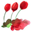 © Elena Efremova - Watercolor hand drawn red tulips and splashes on white background   Код стоковой иллюстрации — 577263235  Подписанное разрешение собственника, зарегистрированное в Shutterstock, Inc.   S M L XL Руково