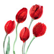 © Elena Efremova - Watercolor hand drawn red tulips and splashes on white background   Код стоковой иллюстрации — 577263235  Подписанное разрешение собственника, зарегистрированное в Shutterstock, Inc.   S M L XL Руково