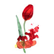 © Elena Efremova - Watercolor hand drawn red tulips and splashes on white background   Код стоковой иллюстрации — 577263235  Подписанное разрешение собственника, зарегистрированное в Shutterstock, Inc.   S M L XL Руково