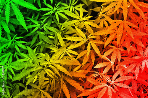 Zdjęcie XXL czerwone, żółte i zielone tło z bliska marihuany