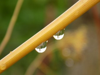 Wall Mural - Drops on plant stem in nature