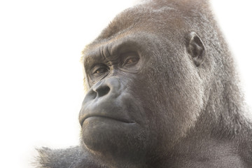 Portrait of a gorilla with white background. Isolated for use in editing.