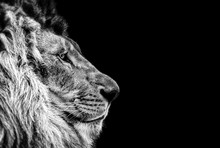 Portrait Of A Beautiful Lion, Cat In Profile, Lion In Dark