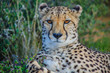 Cheetah Sass
