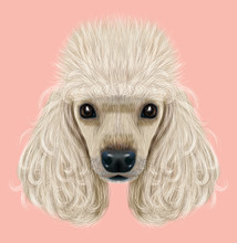 Illustrated Portrait Of Poodle Dog