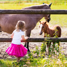 Little Girl Feeding Baby Horse On Ranch