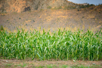 Sticker - green field of corn at moutain background