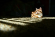 canvas print picture - Ginger cat in a sunbeam