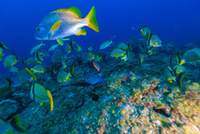 Underwater Scene With A Shoal Of Yellow Tropical Fish