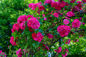 Wall Mural - Climbing rose know as a John Cabot rose growing on an arbour.