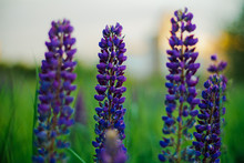 Purple Flowers Lupins