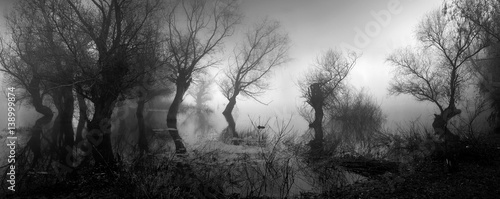 Cuadros en Lienzo Spooky landscape showing silhouettes of trees in the swamp on misty autumn day
