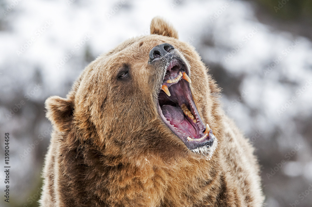 Grizzly with Open Mouth - obrazy, fototapety, plakaty 
