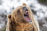 Fototapeta  - Grizzly with Open Mouth