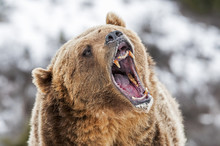 Grizzly With Open Mouth