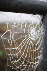 frozen spider web on gate