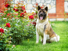 Huge Dog Sitting In The Garden On The Lawn With Red Roses And Smiling. Portrait Of American Akita