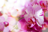 Fototapeta Storczyk - Plamista orchidea